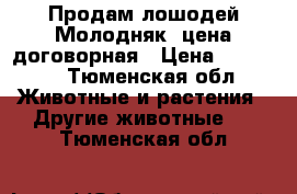 Продам лошодей(Молодняк) цена договорная › Цена ­ 50 000 - Тюменская обл. Животные и растения » Другие животные   . Тюменская обл.